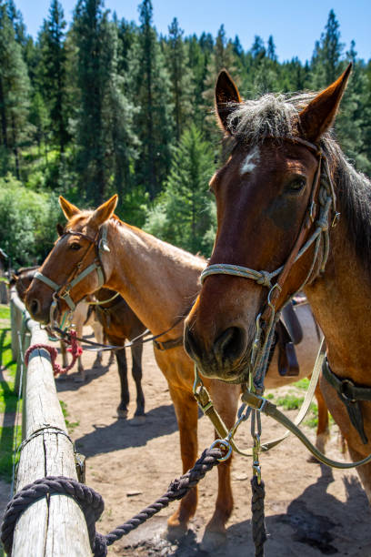 istock Horses Hitched to a Post next to a Barn in a Pasture on a Sunny Day 2201819451