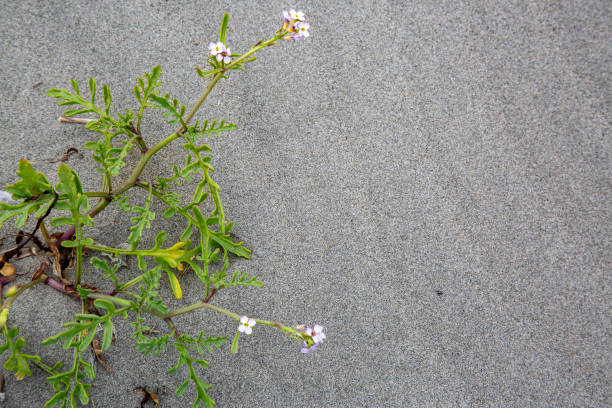 Sweet tiny white wild flowers on a sandy beach along the coastline.