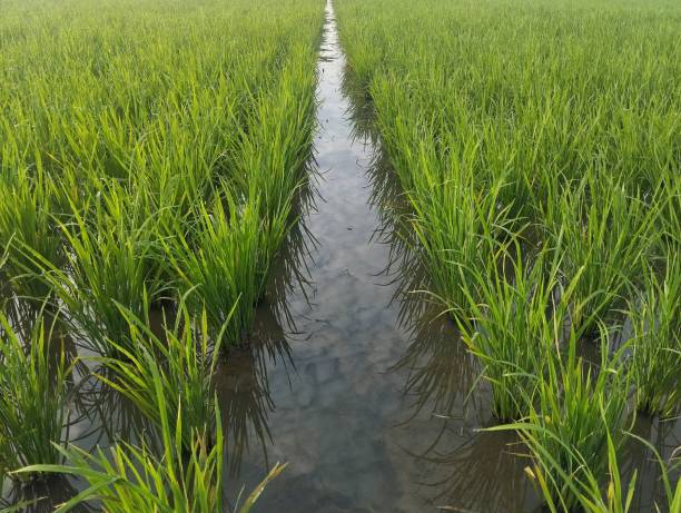 istock Young rice plants growing in a paddy field, with lush green leaves 2201819717