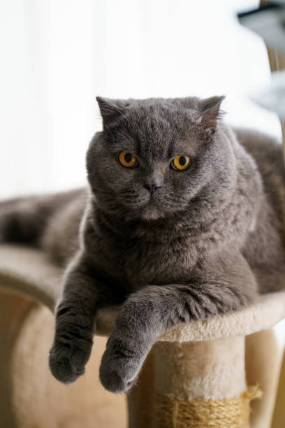 istock Close-up portrait of cat 2201819873