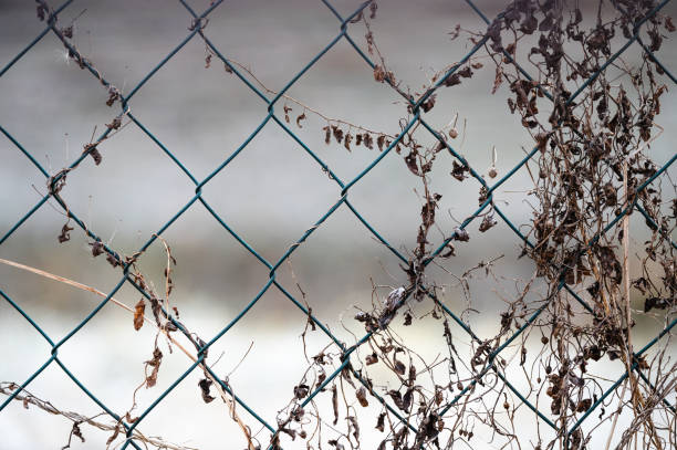 A close-up shot of a metal wire fence intertwined with dried, withered vines. The delicate, brittle tendrils contrast against the rigid structure of the fence, symbolizing decay and resilience. The muted background enhances the intricate details of the tangled plants.