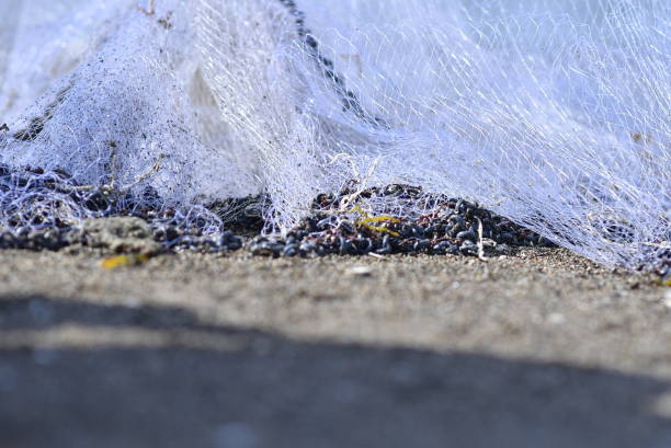 fishermen are releasing their catch from the net