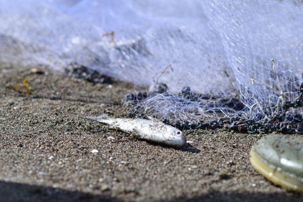 fishermen are releasing their catch from the net