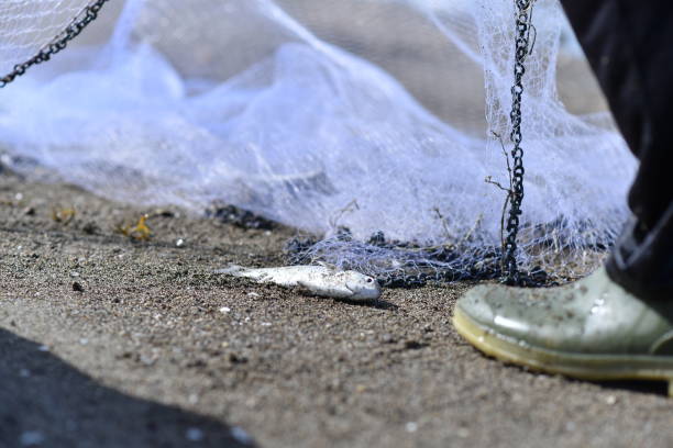 fishermen are releasing their catch from the net