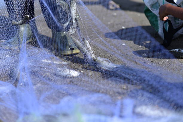 fishermen are releasing their catch from the net