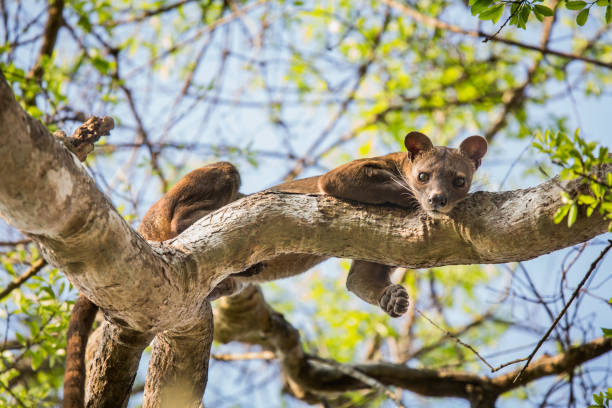 Fossa lying on a branch in the trees of the Kirindi Forest Reserve near Morondava, Madagascar