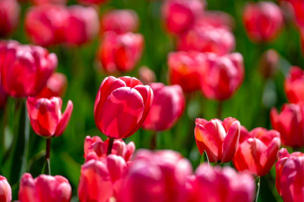 Flowers background. Spring blossom concept. Tulip flowers. Design for Valentines Day, Easter. Spring banner