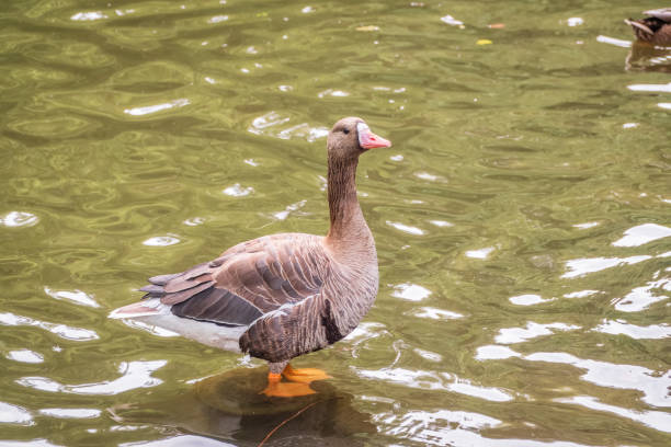 istock Greater White-fronted Goose (Anser albifrons) standing on the green shore of the pond. 2201828366