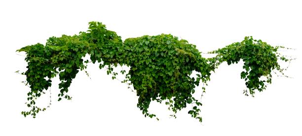 istock green vines plant hanging isolated 2201831742