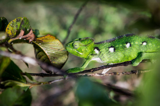istock White lined chameleon on a branch in the forest of Madagascar 2201831809