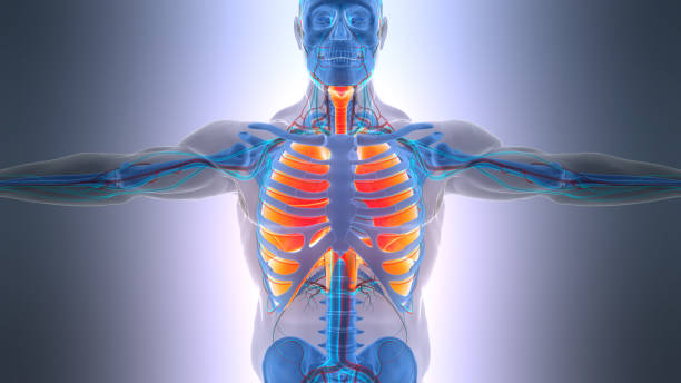 istock Human Respiratory System Lungs with Diaphragm Anatomy 2201832582