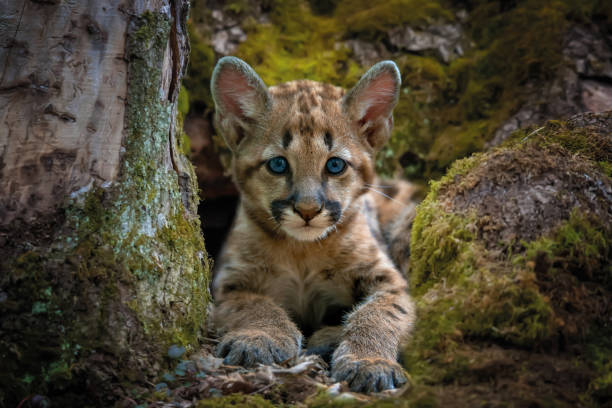 Portrait baby cougar, mountain lion or puma in forest