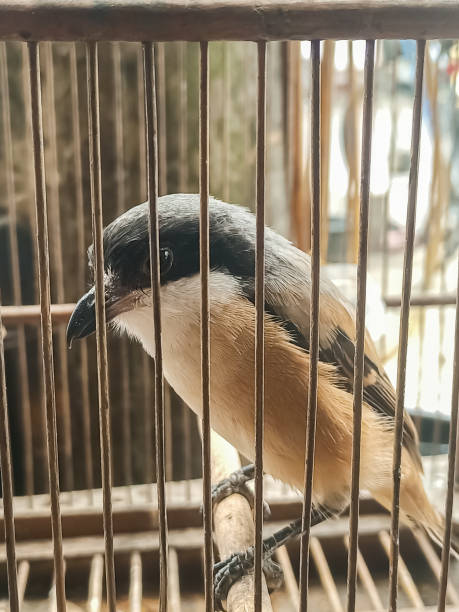 istock The long-tailed shrike displays a sharp gaze inside a bamboo cage 2201834125