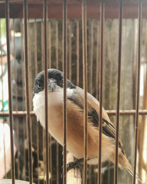 istock The long-tailed shrike displays a sharp gaze inside a bamboo cage 2201834127