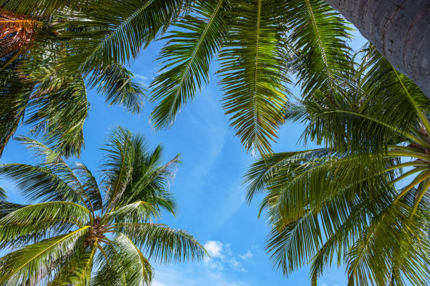 Summer background with coconut palm trees under blue sky