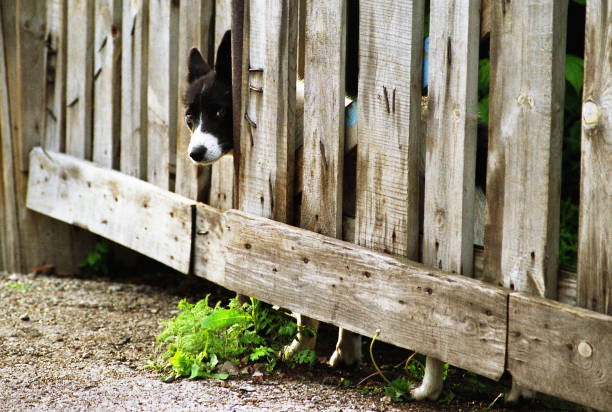 istock A yard dog peeks out from behind the fence. 2201838639