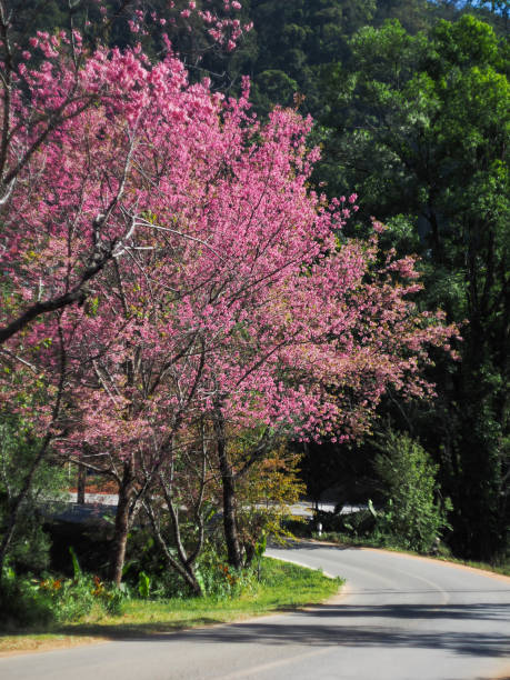 istock Sakura pink road in ChiangMai, Thailand 2201840891