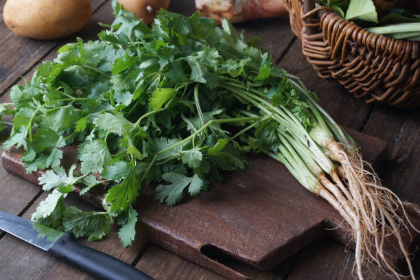 istock Fresh Coriander Plant with Leaves 2201841613