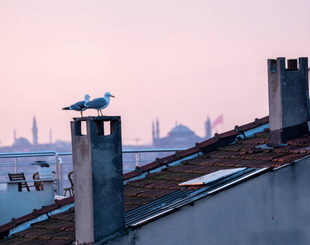 Seagulls perched on a rooftop chimney with a terracotta tiled roof in the foreground. The background shows the silhouette of Old Istanbul, featuring mosque domes and minarets.