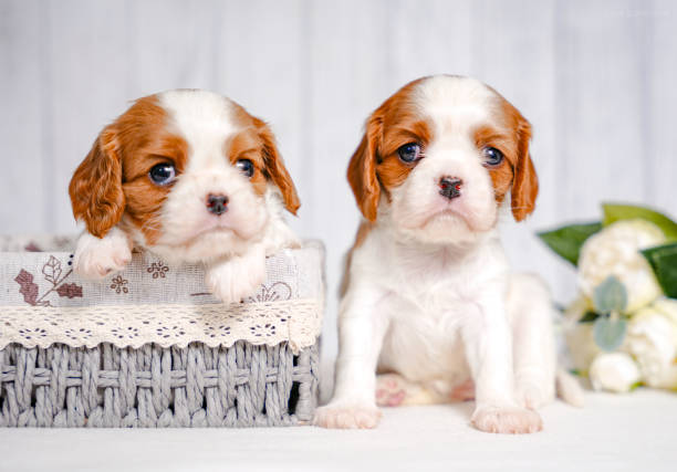 istock two small cute Cavalier King Charles Spaniel puppies in a Provence style basket on a light background in the studio 2201843762