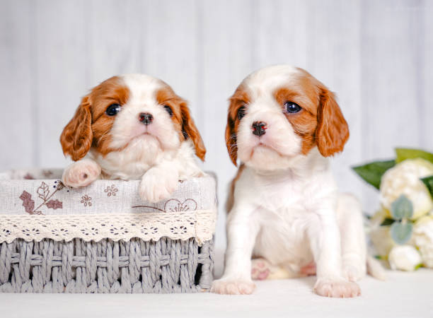 istock two small cute Cavalier King Charles Spaniel puppies in a Provence style basket on a light background in the studio 2201843772