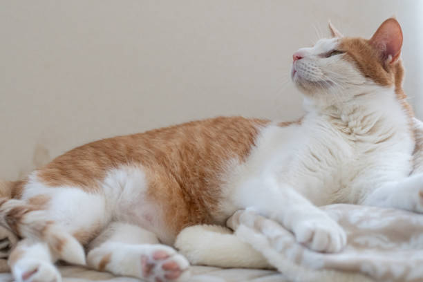 istock A cute cat relaxing in its favorite place 2201843791