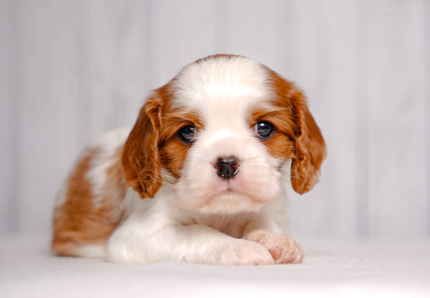 small cute Cavalier King Charles Spaniel puppy on a light background