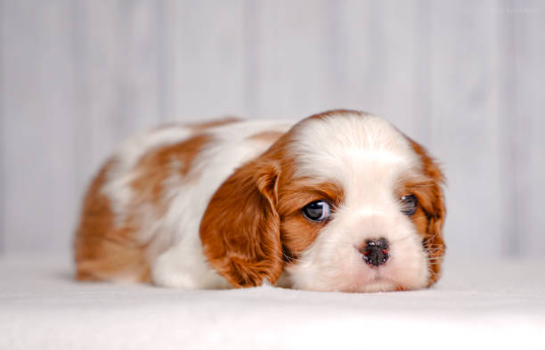istock small cute Cavalier King Charles Spaniel puppy on a light background 2201843916