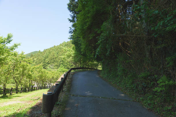 istock beautiful forest road in a rural area with trees 2201844069