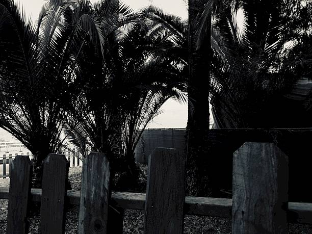 A black and white photo of palm trees in the yard of an old home at La Jolla Cove in La Jolla, California, with a wooden fence in the foreground.