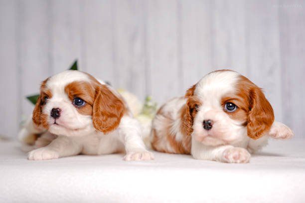 istock small cute Cavalier King Charles Spaniel puppy on a light background 2201844284