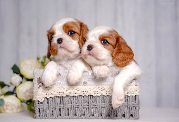 istock two small cute Cavalier King Charles Spaniel puppies in a Provence style basket on a light background in the studio 2201844295