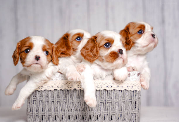 istock many small Cavalier King Charles Spaniel puppies in a basket on a light background in the studio 2201844329