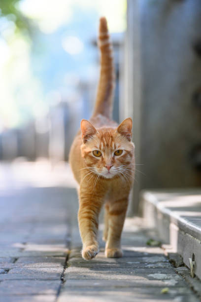istock Orange tabby cat walking outdoors 2201846825