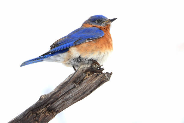 Bluebird perched on the branch tree in the forest