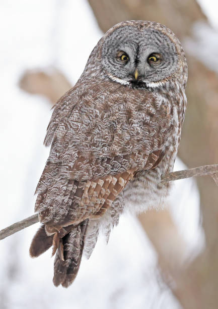 istock Great Grey Owl perched on a branch tree in the forest 2201846910