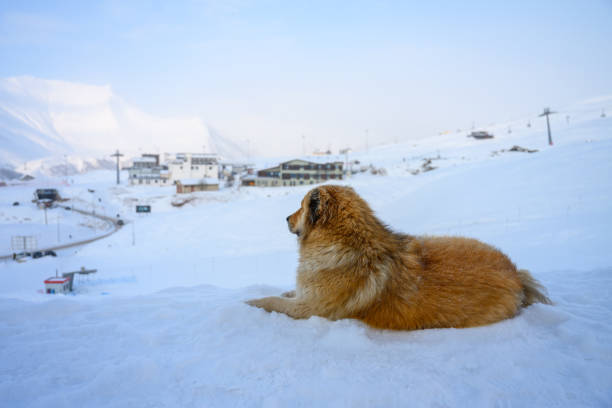 St Bernard dog. Portrait of saint bernard puppy walking outdoors in winter day, snow falling