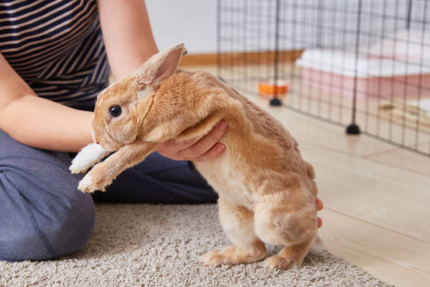 istock Thoroughbred decorative rabbit mini rex in the hands of the owner close-up. The cage or aviary is in the background in the room 2201850367