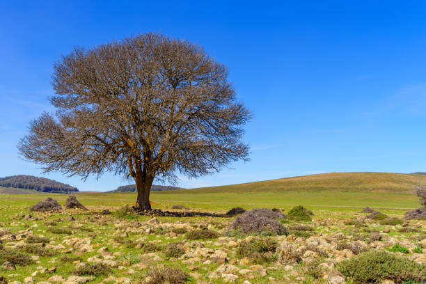 istock Lone tree, in the Middle Atlas Mountains 2201850794