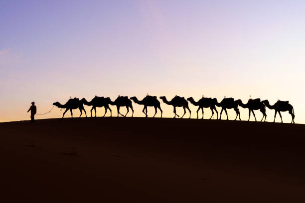 istock Sunrise silhouette of camels and handler, Merzouga 2201851089
