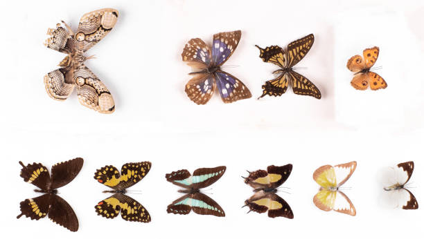 istock collection of butterflies isolated on white background 2201852157