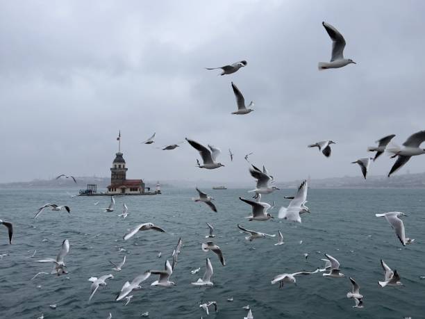 istock Maiden's tower in Istanbul 2201852317