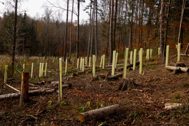 istock Reforestation Effort with Protected Saplings in a Logged Forest Landscape 2201852550