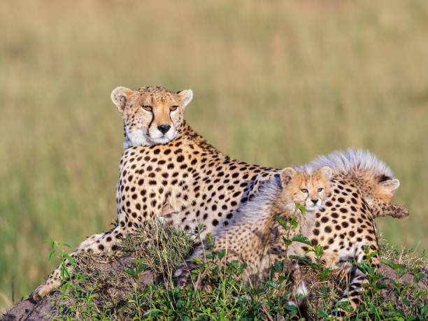 istock Watchful Cheetah with two cubs lying and resting 2201852563
