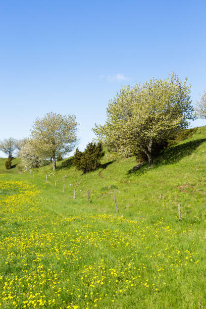istock Esker with blooming dandelions in the meadow 2201852665
