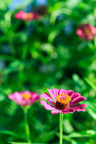 pink flower in the garden