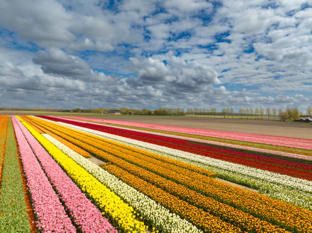 istock Tulips growing in agricutlural fields during springtime seen from above 2201853712