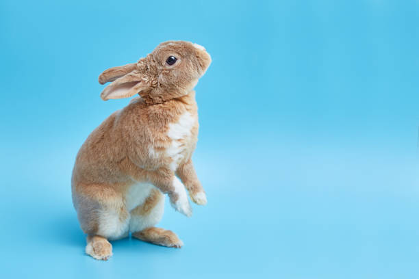 A close-up view of a white rabbit with dark ears sitting on a natural outdoor surface, captured in a calm rural environment. The soft light highlights the texture of its fur, conveying themes of nature, wildlife, innocence, countryside living, and peaceful animal behavior.