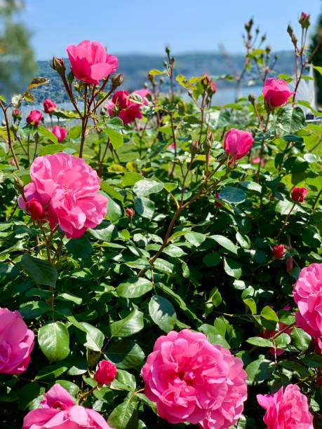istock Pink Roses in front of green leaves 2201856756