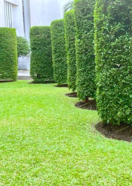 istock Small garden with topiary tree and green lawn 2201858611